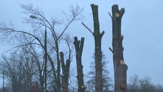 Biała Podlaska: Wycięli topole. Mieszkańcy zaniepokojeni