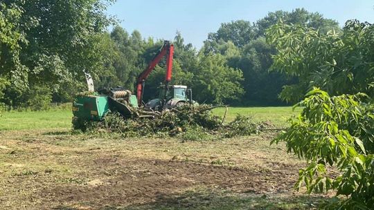 Biała Podlaska. Wycinają kilkanaście drzew w Małpim Gaju