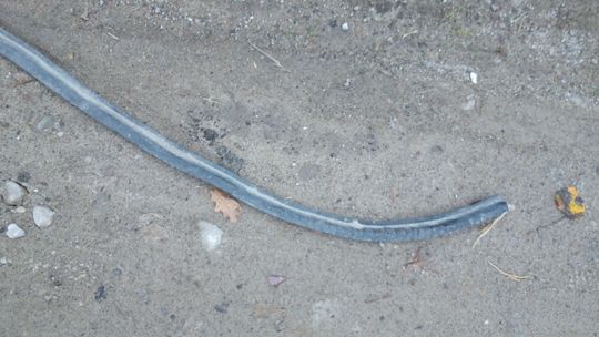 Biała Podlaska: Wyrównanie ulicy "odpadami"? Mieszkaniec znalazł stalowe pręty