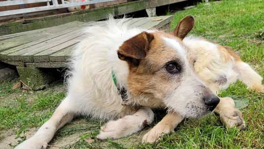 Biała Podlaska: Wyśrubowane wymogi w schroniskach. Czy Azyl je spełnia? 