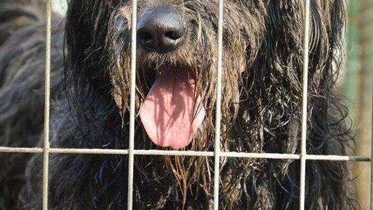 Biała Podlaska: Zrób prezent psu ze schroniska