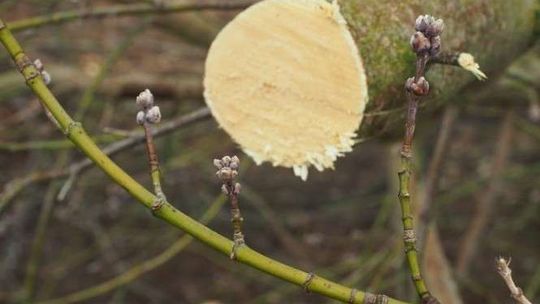"Biała robi się betonowa". Dlatego chcą sadzić drzewa