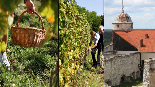 Biało Czerwone Winobranie. Zamek w Janowcu zaprasza na weekend