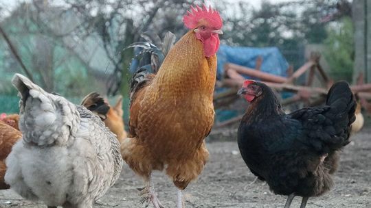 Białoruś stawia szlaban dla drobiu z naszego województwa 