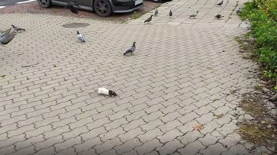 Biały dzień, centrum Lublina a szczur na chodniku płoszy gołębie