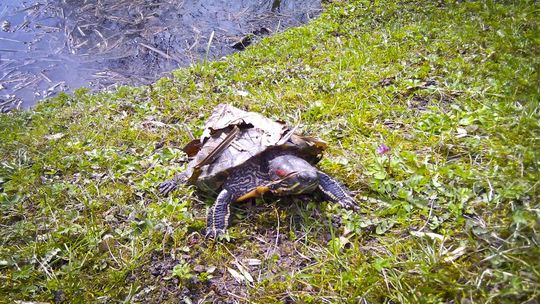 Białystok: Przed pałacem zamieszkał żółw