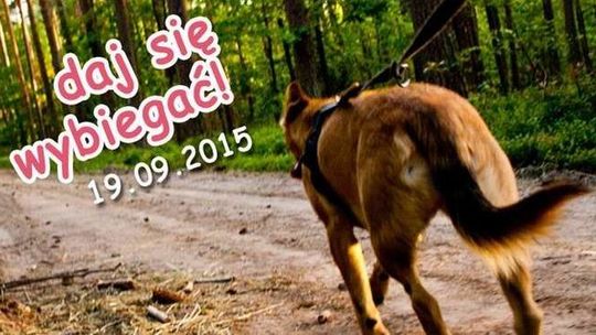 "Bieg na sześć łap" w Puławach. Zabierz psa ze schroniska na spacer