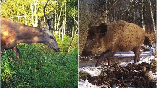 Big brother w naturze. Co udaje się zarejestrować na fotopułapkach?