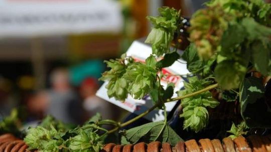 Bilety na Chmielaki 2012 już w sprzedaży