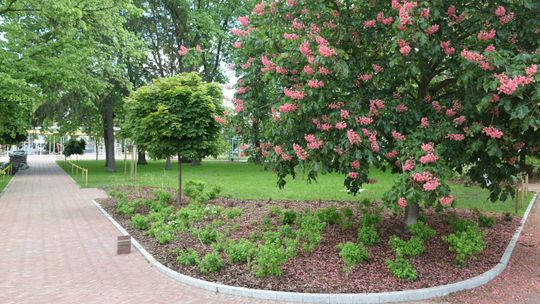 Biłgoraj będzie łapał deszczówkę. Zbiorniki już są zakopane [zdjęcia]