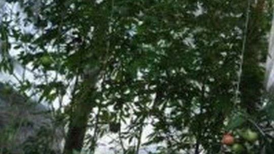 Biłgoraj: Konopie w namiocie. Nielegalna uprawa u 28-latka