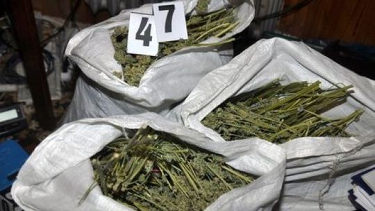 Biłgoraj: Uprawiali plantację marihuany w domu