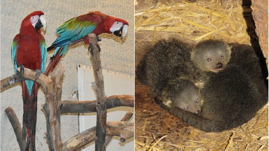Biturongi, ary i gazele. Nowi mieszkańcy pojawili się w zamojskim ZOO