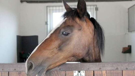 Biuro Rzeczy Znalezionych: Trafiają tam nie tylko telefony