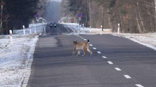 Bliskie spotkanie z rysiem to rzadkość. Ten szedł po ruchliwej drodze [zdjęcia]