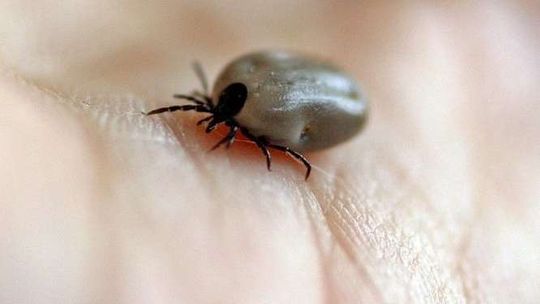 Blisko 5 milionów złotych na walkę z boreliozą. Będą bezpłatne badania dla rolników 