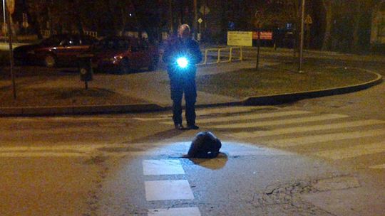 Bóbr w centrum Chełma pod eskortą policji (wideo)