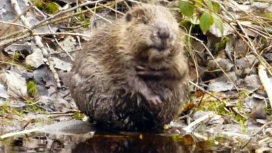 Bóbr z okolic Biłgoraja robi furorę w internecie. Wiosenna kąpiel nad strumykiem