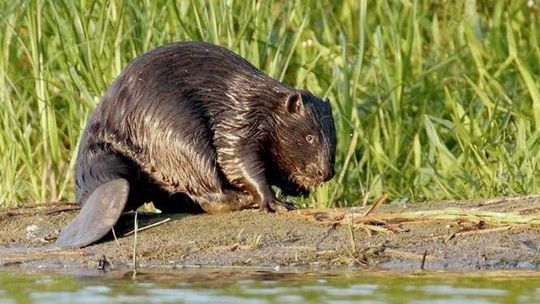 Bobry są pod ochroną. A w ubiegłym roku RDOŚ zgodził się na odstrzał 845 zwierząt