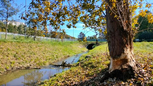 Bobry w centrum miasta? Jest się z czego cieszyć czy to powód do niepokoju?