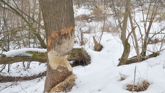 Bobry w Łęcznej. Woda zalewa łąki