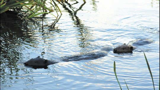Bobry zamiast dziewczyn w bikini. Pustki nad zalewem