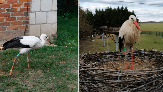 Wraca tam, gdzie dostał drugą szansę. Bocian po latach znów w Kozubszczyźnie