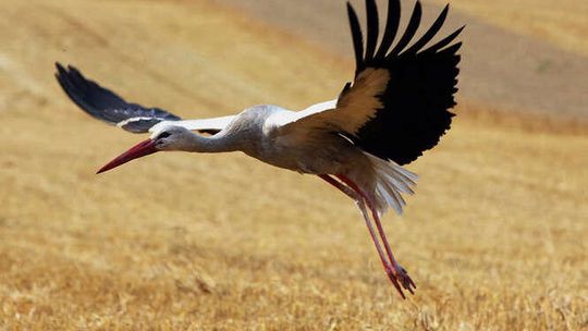 Bocian wleciał w samochód