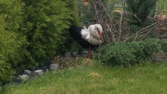 Bocian złamał skrzydło. Policjant po służbie zaopiekował się ptakiem 