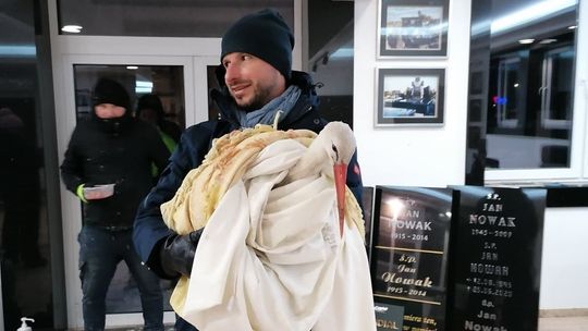 Bocian został na zimę w Lubartowie i miał szczęście, że był koło Biedronki