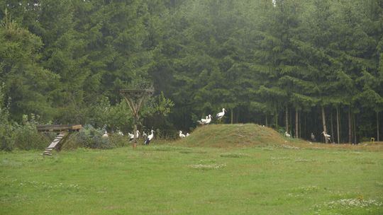 Bociani azyl pod Lublinem. Jedyne takie miejsce w regionie