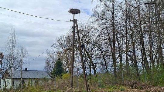 Bocianie gniazdo przeniesione ponad linię energetyczną