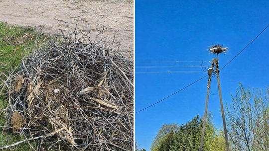 Bocianie gniazdo spadło podczas wichury. Jest reakcja energetyków