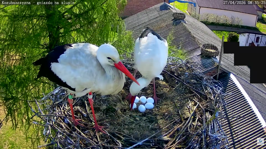 Bocianie rodziny pod czujnym okiem kamer. W gniazdach pojawiły się już pierwsze jaja