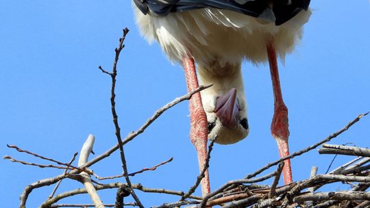 Bociany już nadleciały! Były widziane w okolicach Poleskiego Parku Narodowego