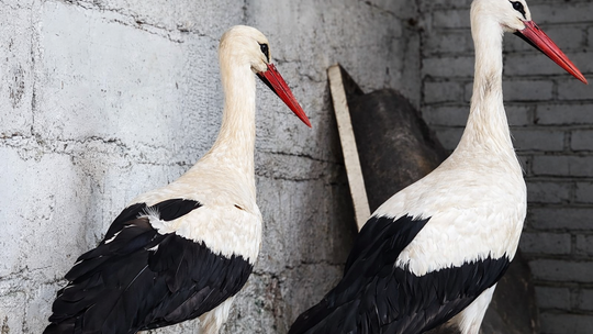 Bociany po przejściach trafiły do ośrodka. Teraz same zdecydują o odlocie