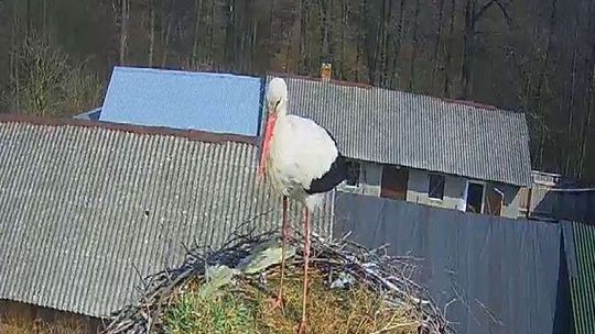 Bociany pod Chodlem. Jest już pierwsze jajo!