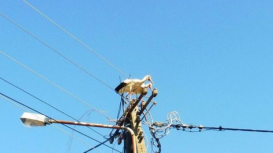 Bociany powróciły, ale ich domu już nie ma 