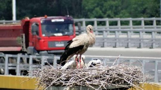Bociany przy S17 zadomowiły się po przeprowadzce