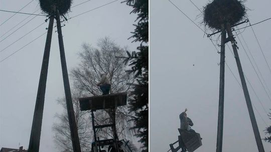 Bociany przyleciały i głodują. Akcja \"schabem w gniazdo\" zakończona sukcesem