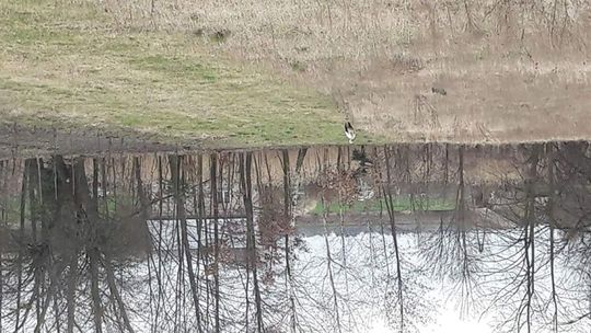 Bociany przyleciały. Można je spotkać m.in. w okolicach Lublina