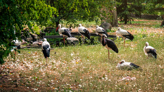Bociany szykują się do odlotu, czyli jesień jest coraz bliżej