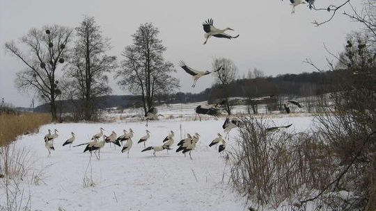 Bociany wracają do Polski, a tu sroga zima. Pomogli mieszkańcy [zdjęcia]
