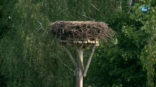 Bociany wyjątkowo wcześnie opuszczają Polskę. "Może jest im tutaj za ciepło" 