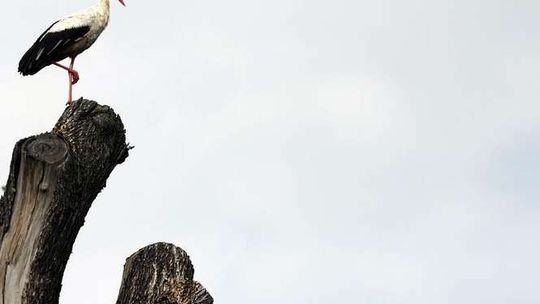 Bociany zbierają się do odlotu, a część już wyruszyła. Wszystko przez upały