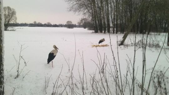 Bociany zostały na zimę