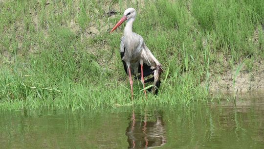 Boćkowi na ratunek. Ma złamane skrzydło, jest w dobrych rękach