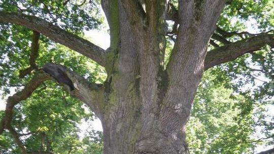 Bolkowanie w Hniszowie, czyli święto w cieniu wiekowego dębu