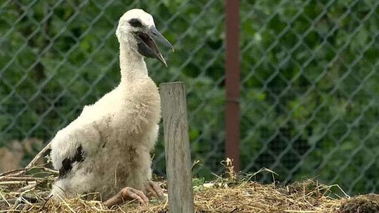 Borkowo. Młody bocian uratowany. W jego gniazdo uderzył piorun