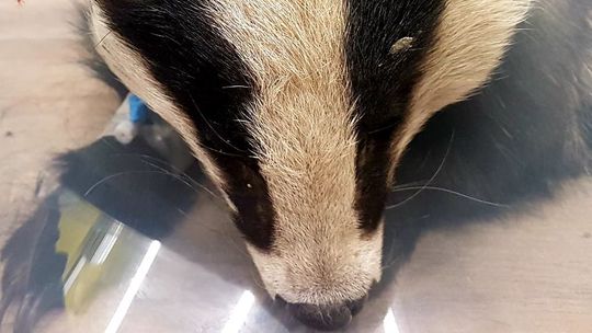 Borsuk Stanisław z Kraśnika dostał pomoc. "Mam nadzieję, że się wyliże"